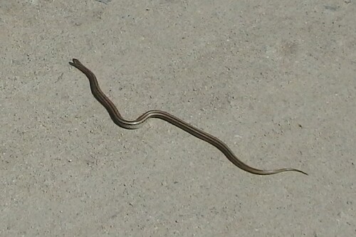Frog-eating Rat Snake