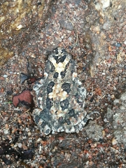 Poyntonophrynus fenoulheti