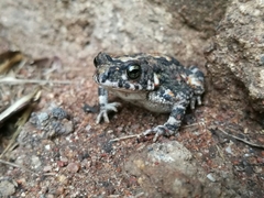 Poyntonophrynus fenoulheti