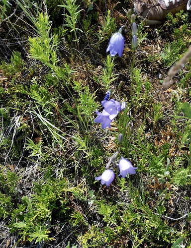 Alaskan bellflower