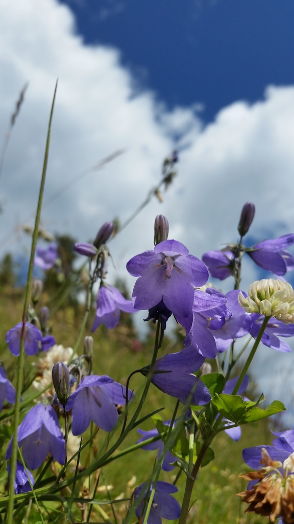 Alaskan bellflower