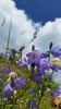 Alaskan Bellflower - Photo (c) boute135, some rights reserved (CC BY-NC), uploaded by boute135