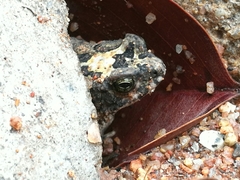 Poyntonophrynus fenoulheti