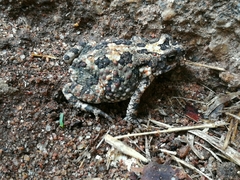 Poyntonophrynus fenoulheti