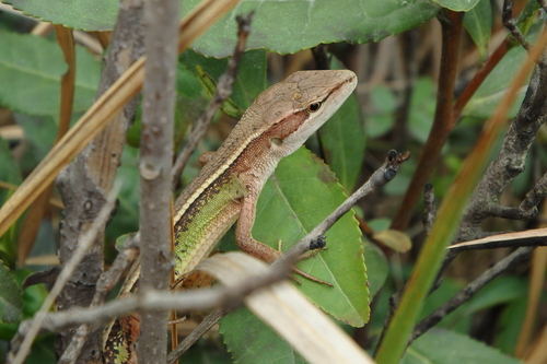 China Grass Lizard