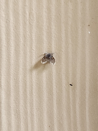 Unknown species found near Washington County, US-OR, US
