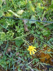 Ranunculus peduncularis