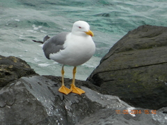 Larus michahellis atlantis