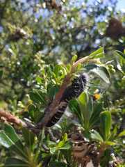 Metardaris cosinga