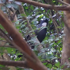 Pterorhinus chinensis