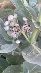 Calotropis procera