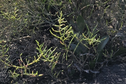 Salicornia ambigua
