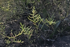 Salicornia ambigua