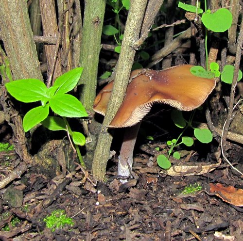 Derrumbe (Psilocybe caerulescens)