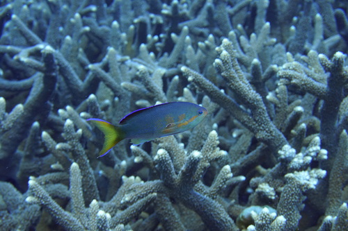 Pseudanthias olivaceus observed 2017-04-11
