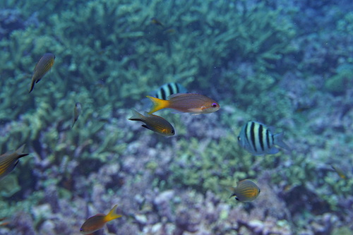 Pseudanthias olivaceus observed 2017-04-11