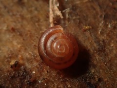 Punctum pygmaeum