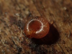 Punctum pygmaeum