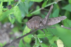 Xyleus discoideus mexicanus