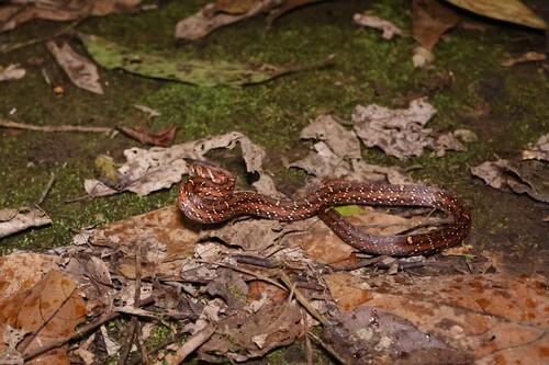 Photo of a Boie's Kukri Snake (Oligodon bitorquatus)