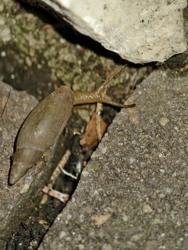 Poiretia cornea