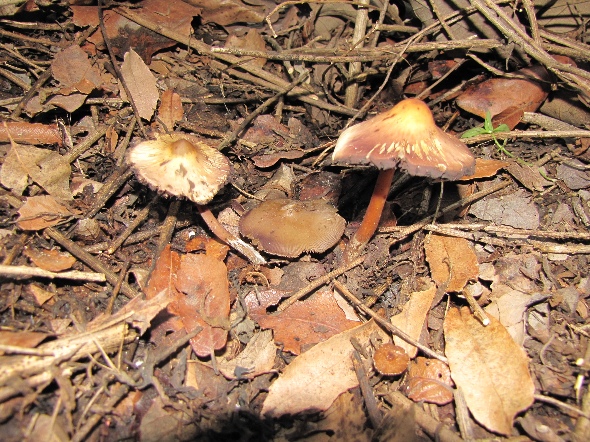 Psilocybe caerulescens image