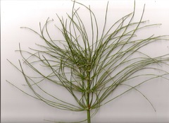 Equisetum