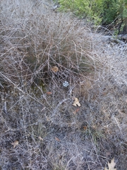 Callipepla californica