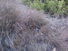 Callipepla californica