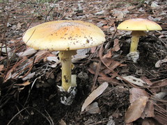 Amanita basii