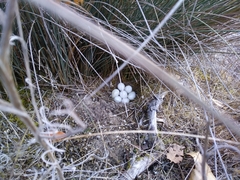 Callipepla californica