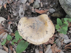Amanita basii
