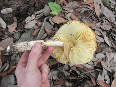 Amanita basii
