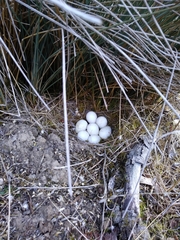 Callipepla californica