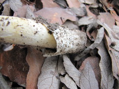 Amanita basii