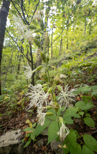 Ovate Catchfly (Silene ovata)