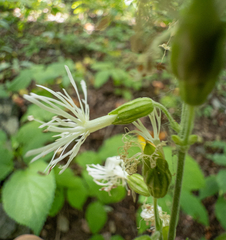 Silene ovata, photograph (c) Scott Morris, some rights reserved (CC BY)