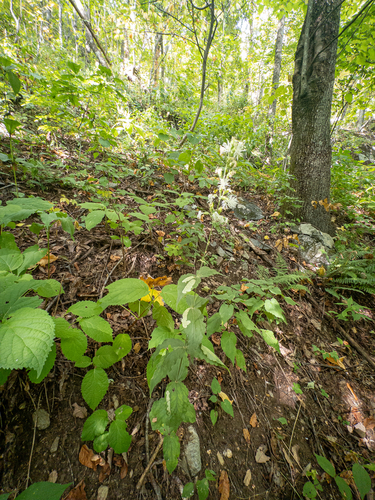 Silene ovata, photograph 6