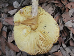 Amanita basii
