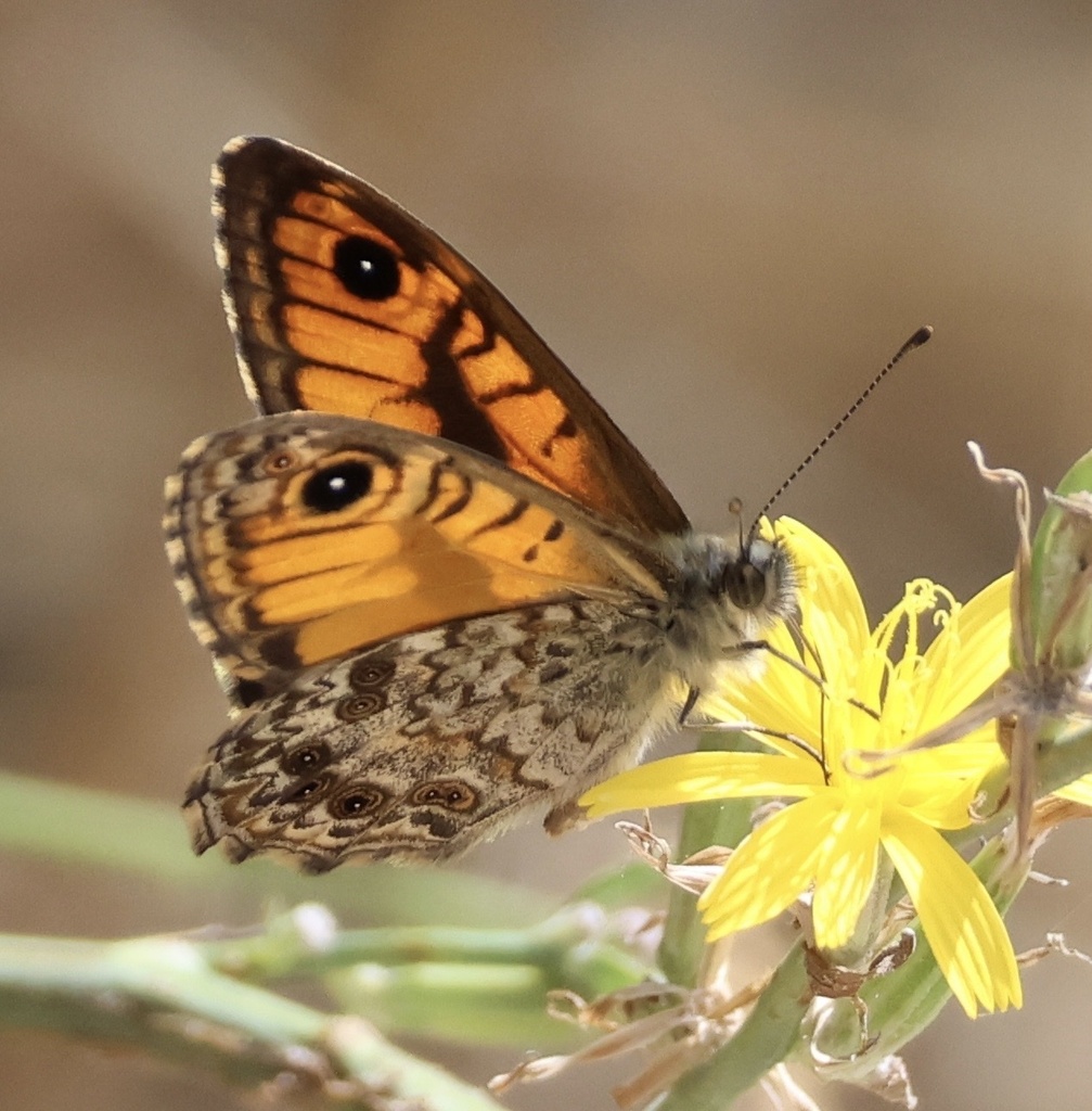 Corsican Wall Brown