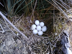 Callipepla californica