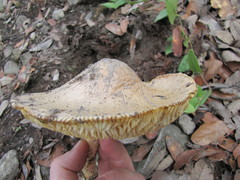 Amanita basii