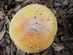 Amanita basii