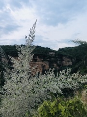 Muhlenbergia lindheimeri