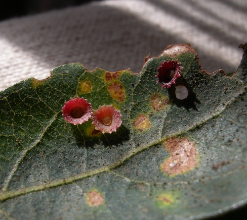 Saucer Gall Wasp photo 4
