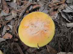 Amanita basii