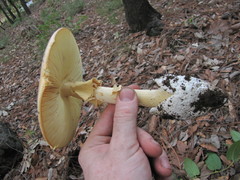 Amanita basii