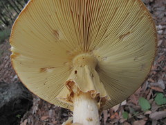 Amanita basii