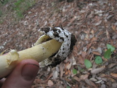 Amanita basii