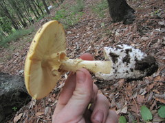 Amanita basii